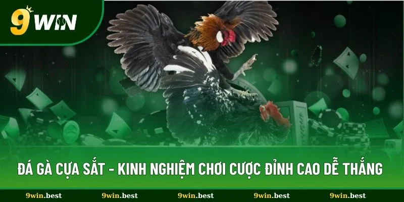 Đá Gà Cựa Sắt 9win - Kinh Nghiệm Cược Đỉnh Cao Dễ Thắng