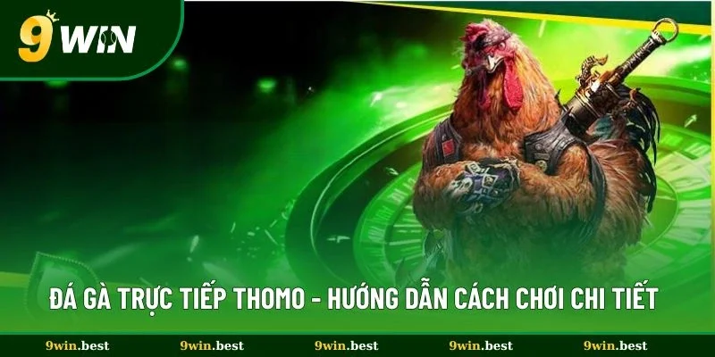 Đá Gà Trực Tiếp Thomo - Hướng Dẫn Cách Chơi Chi Tiết