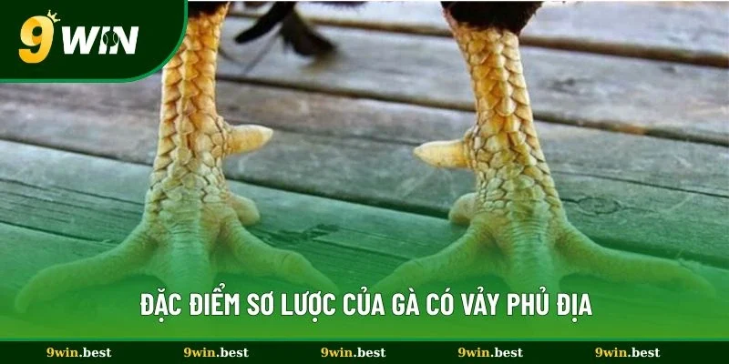 Đặc điểm sơ lược của gà có vảy phủ địa