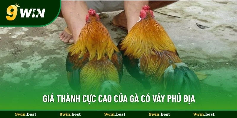 Giá thành cực cao của gà có vảy phủ địa