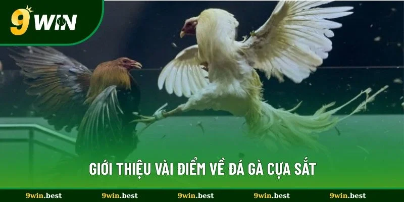 Giới thiệu vài điểm về đá gà cựa sắt