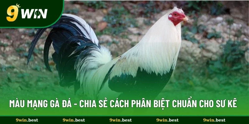 Màu Mạng Gà Đá - Chia Sẻ Cách Phân Biệt Chuẩn Cho Sư Kê