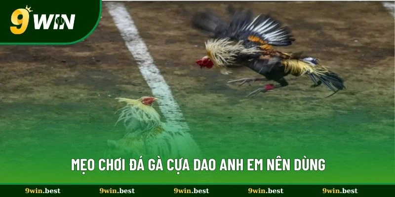 Mẹo chơi đá gà cựa dao anh em nên dùng