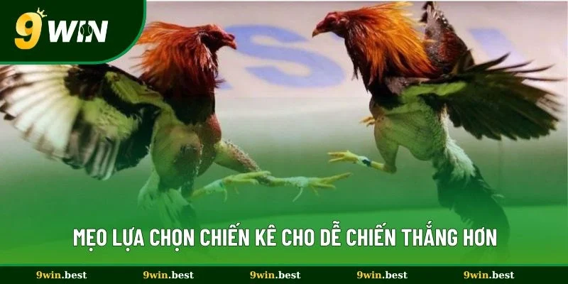 Mẹo lựa chọn chiến kê cho dễ chiến thắng hơn