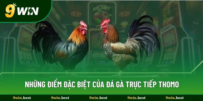 Những điểm đặc biệt của đá gà trực tiếp thomo