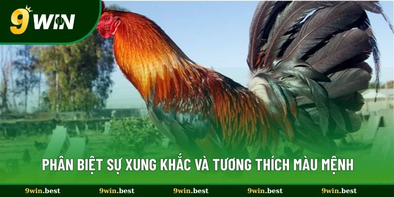 Phân biệt sự xung khắc và tương thích màu mệnh