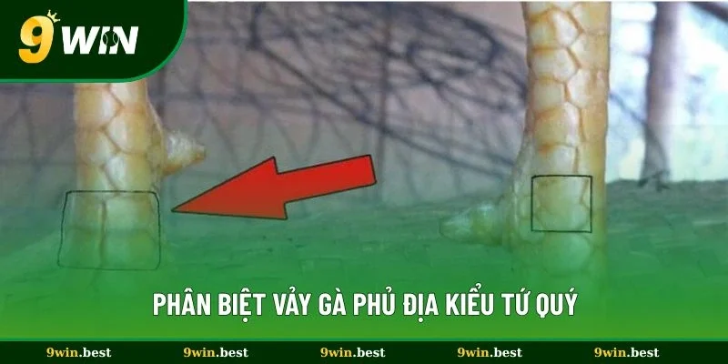 Phân biệt vảy gà phủ địa kiểu tứ quý
