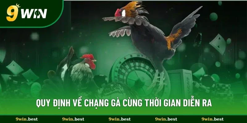 Quy định về chạng gà cùng thời gian diễn ra