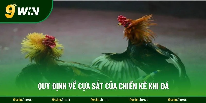 Quy định về cựa sắt của chiến kê khi đá