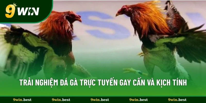 Trải nghiệm đá gà 9win trực tuyến gay cấn và kịch tính
