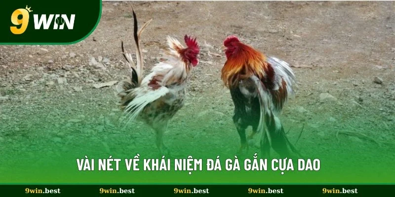 Vài nét về khái niệm đá gà gắn cựa dao