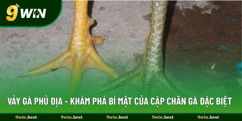 Vảy Gà Phủ Địa 9win - Khám Phá Bí Mật Của Cặp Chân Đặc Biệt