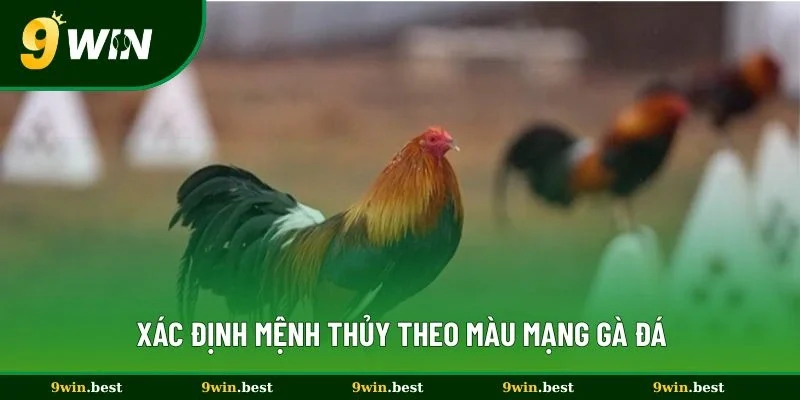 Xác định mệnh thủy theo màu mạng gà đá